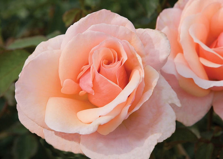 Rosa 'Mother Of Pearl', Rose 'Mother Of Pearl', Rosa 'Meiludere', Grandiflora Roses, Shrub Roses, Pink roses, Shrub roses, Rose bush